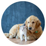 お仕事を頼むには信頼にかけるアイコン例